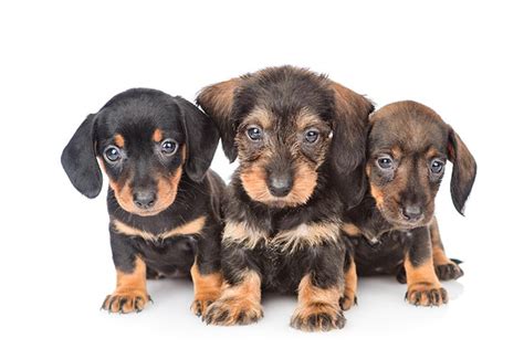 Tipos de Dachshund o Teckel - Mascotas Saint Daniel