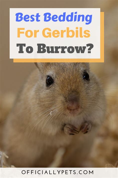 What Is The Best Bedding For Gerbils to Burrow? – My Top 7 Options! | Gerbils make adorable ...