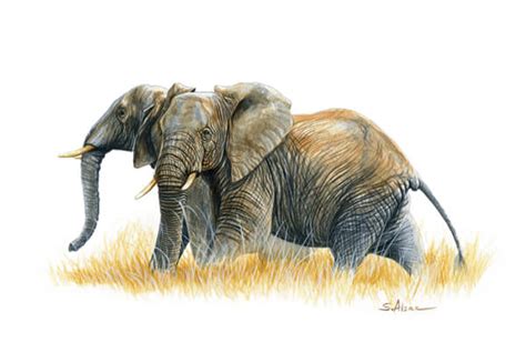 Two Elephants - watercolor - Stéphane Alsac