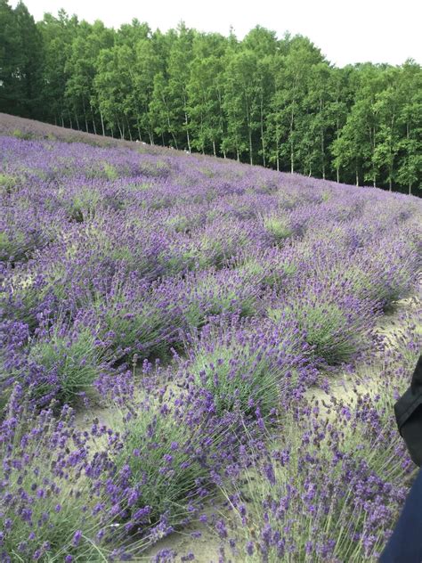 Harrison's JET Blog: Furano flower fields