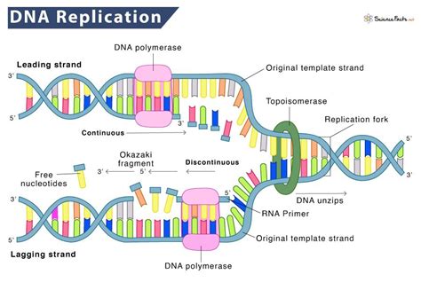 DNA Replication – Definition, Process, Steps, & Labeled Diagram | Dna replication, Dna ...