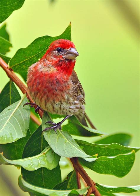 House Finch - Birds and Blooms