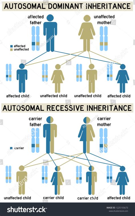 Dominant Versus Recessive Genetic Inheritance: ilustrações stock ...