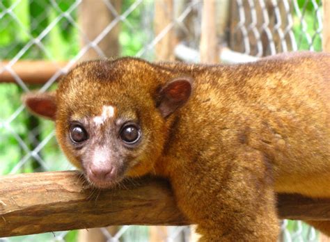 Kinkajou | The Life of Animals