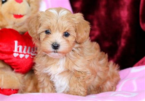 Morkiepoo Puppies For Sale | Puppy Adoption | Keystone Puppies