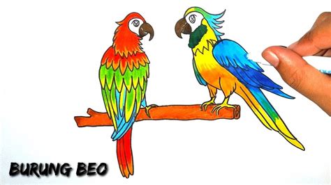 Cara Menggambar Burung Beo, Menggambar dan mewarnai burung beo - YouTube