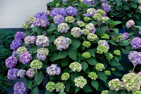 Endless Summer Bloomstruck Bigleaf Hydrangea - Plant Library - Pahl's Market - Apple Valley, MN