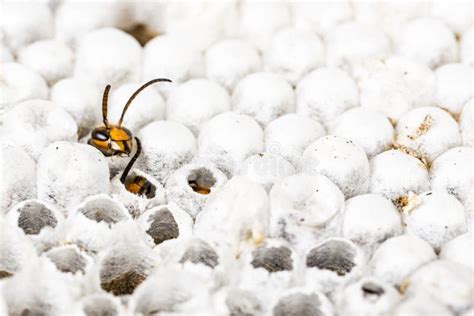 Alive Baby Asian Hornet in Nest Honeycombed Macro in White Background ...