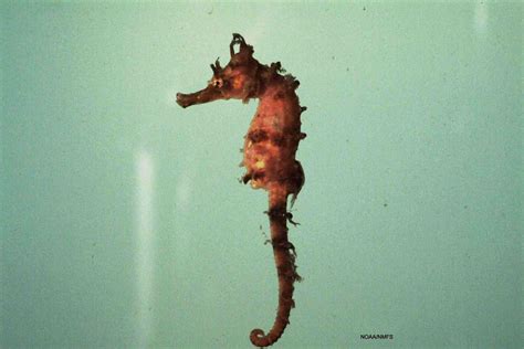 Types of Seahorses