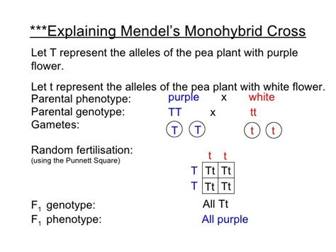 Monohybrid Cross Lesson Plan