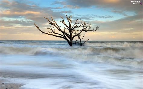 dry, sea, Waves, trees - Beautiful views wallpapers: 1680x1050