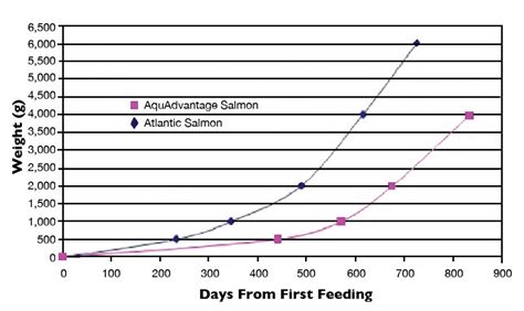 A brief look at genetically modified salmon - Responsible Seafood Advocate