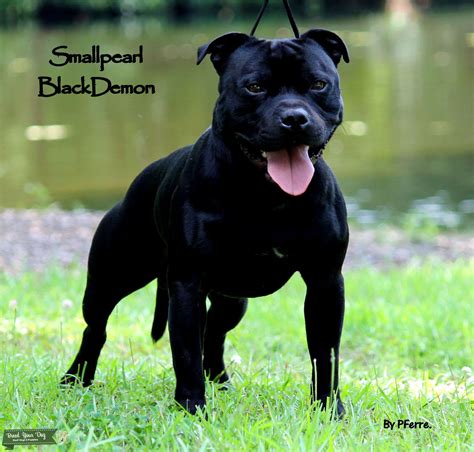 Stud Dog - Black Staffordshire Bull Terrier - Breed Your Dog