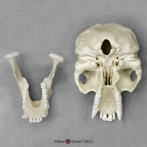 Sumatran Orangutan Skull - Bone Clones - Osteological Reproductions