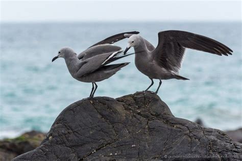 Atacama Desert Animals - photos of birds, lizards, insects and mammals ...