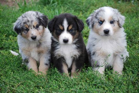 Australian Shepherd Breed Info and Care