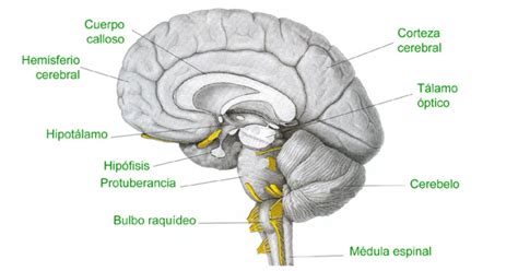 Bulbo raquídeo o Médula Oblongada : Bulbo Raquídeo