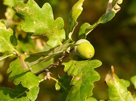 Acorn Fruit of the Oak Tree. in the Morning Light. Stock Image - Image of decoration, acorn ...