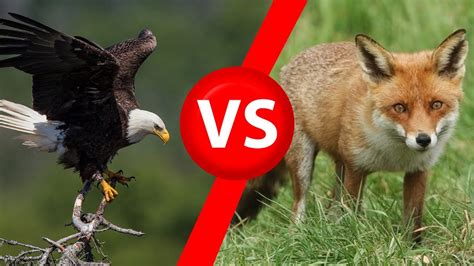 Eagle vs Fox - YouTube