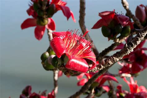 Red Silk Cotton Tree Flower by ncfwhitetigress on DeviantArt