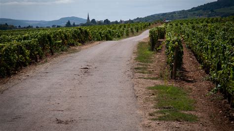 Changes in Burgundy's Wine Harvest Reflect a Bigger Picture - Trufflepig