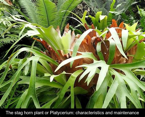 The stag horn plant or Platycerium: characteristics and maintenance