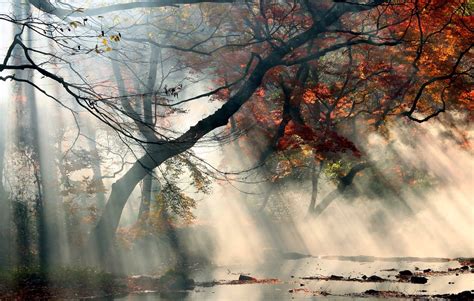 nature, Landscape, Sunrise, Mist, Sun Rays, Fall, Trees, Red, Leaves, Water, Shrubs Wallpapers ...