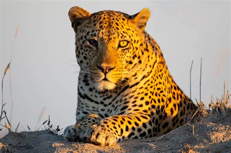 Leopards of Sabi Sands, Kruger National Park on Behance