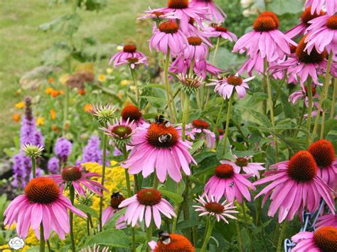 Coneflower Care: How to Plant, Grow and Harvest Echinacea