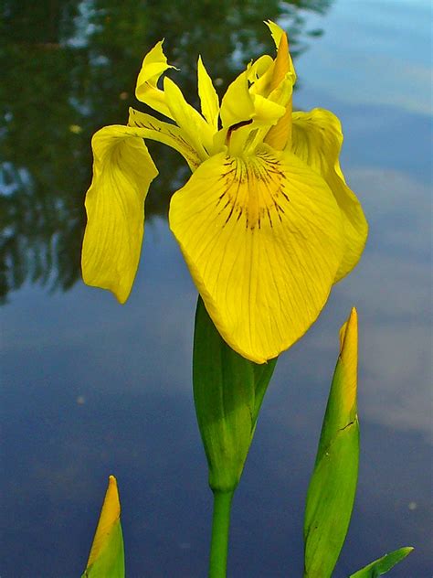 Iris pseudacorus (Yellow Flag, Yellow Flag Iris) | North Carolina ...