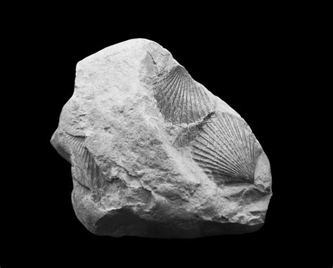 Bivalves fossils stock image. Image of pectinids, fossil - 44372207