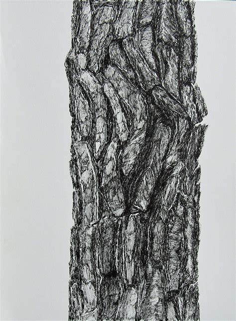 Bark pine tree in 2020 | Tree drawings pencil, Trees art drawing, Ink ...