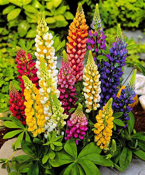 Flower Seeds Lupin Mix Giant Perennial Outdoor Garden Cut - Etsy