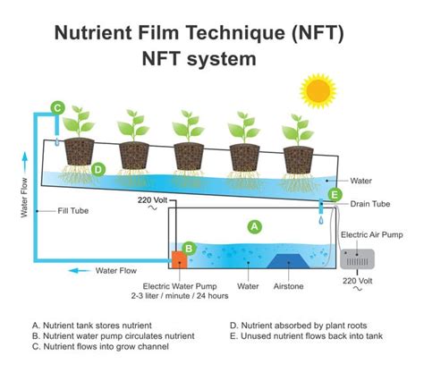 Nft Growing Method - NFT Baseball Cards