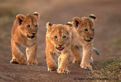 The leader of the pack... - Three Lions Cubs in the Maasai Mara, Kenya. | Animals, African ...