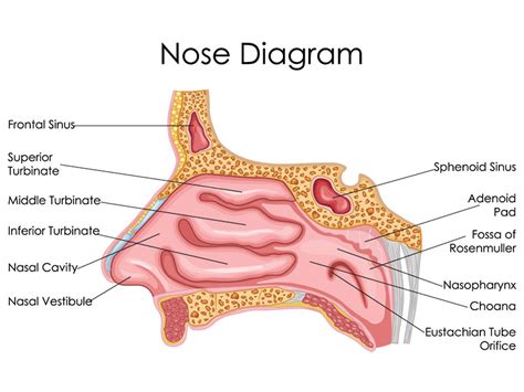 Turbinate Reduction - Sinus Relief Center