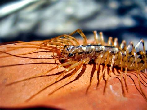 Scutigera coleoptrata stock image. Image of detail, closeup - 238543505