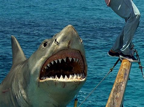 Is it the same shark in all four Jaws movies? | It's A Stampede!