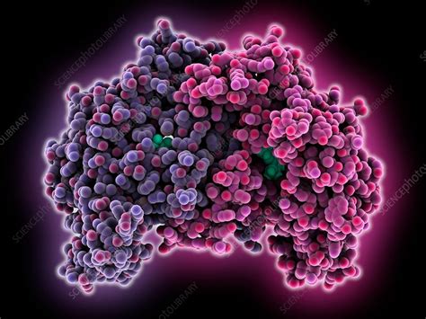 Nitric oxide synthase oxygenase - Stock Image - C035/5451 - Science Photo Library