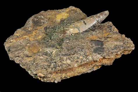 Huge, 2.8" Deinosuchus Tooth In Stone - Aguja Formation, Texas (#116576) For Sale - FossilEra.com