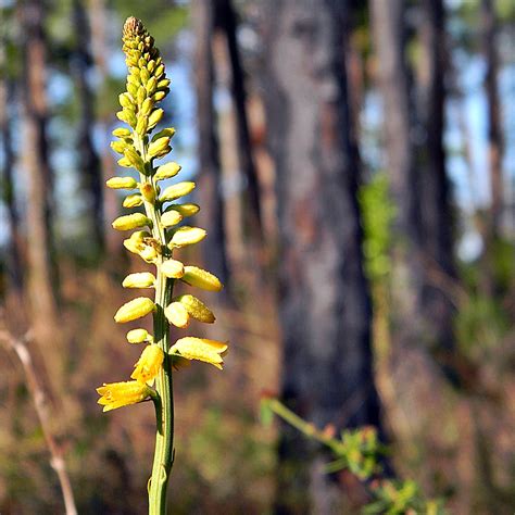 Yellow Colicroot - Aletris lutea | North Carolina Extension Gardener ...