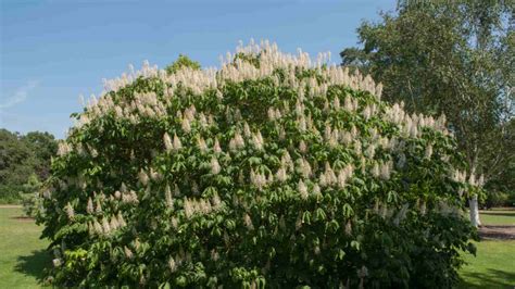 Buckeye Tree: Description, Types, Care, and Uses