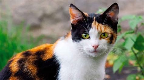 Maine Coon Calico Cat Mix Information: Facts, Traits & More - Love Your Cat