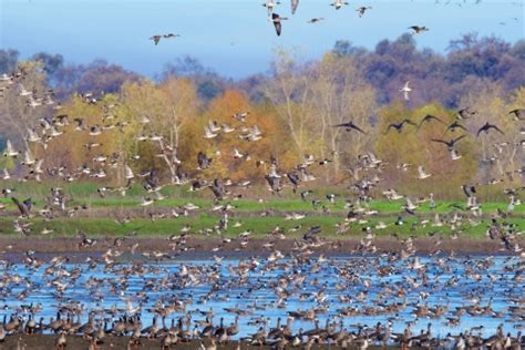 Steve Thompson North Central Valley Wildlife Management Area | U.S ...