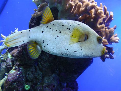 The poisonous pufferfish: Their true story - PADI Pros