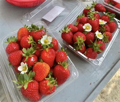 Winter Only | Strawberry Picking Experience & Eobi ice Valley & Nami ...