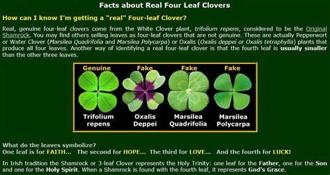 Four Leaf Clover Facts | Four leaf clover, Clover leaf, Clover plant