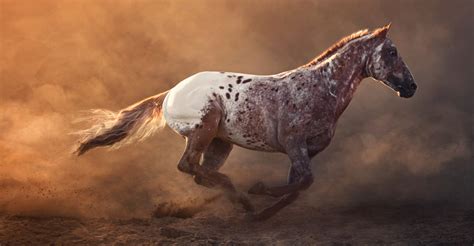 5 Things About the Spectacularly Spotted Appaloosa Horses You Probably ...