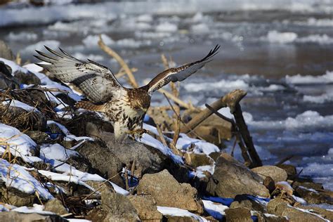 Hunting Red-tail Hawk Photograph by Gary Hall - Pixels