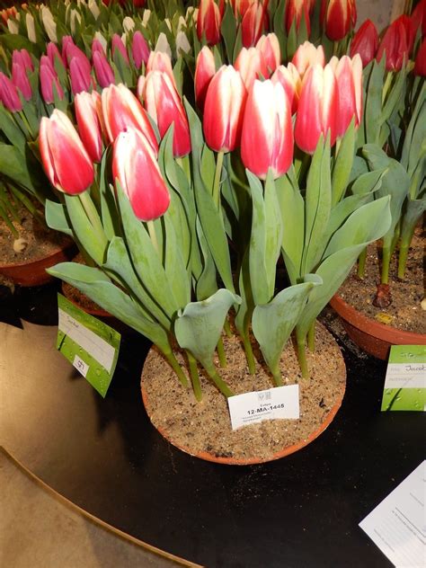 25 of the Latest NEW Tulip Varieties to Love! Check ‘em Out HERE! - Grand Central Floral